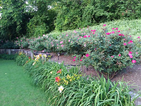 Backyard -spring/summer