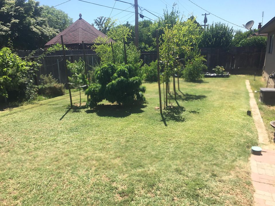 Backyard with Fruit trees