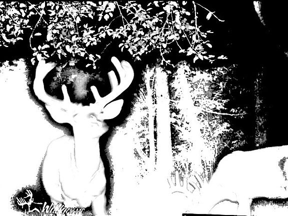 Great trail cam images