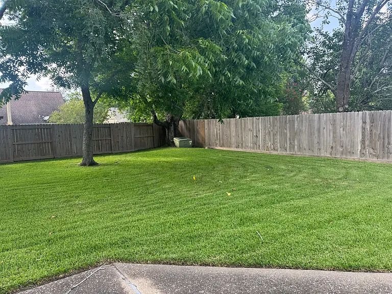back yard