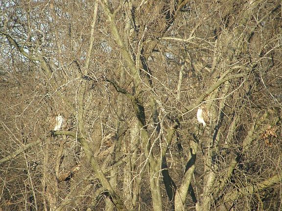 A PAIR OF HAWKS