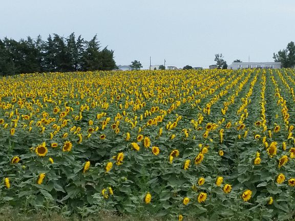 Looking N, rotates w/ corn,winterwheat