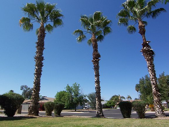 2nd image of 1509 W Peralta Ave