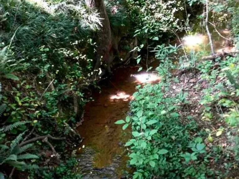 Creek on the property