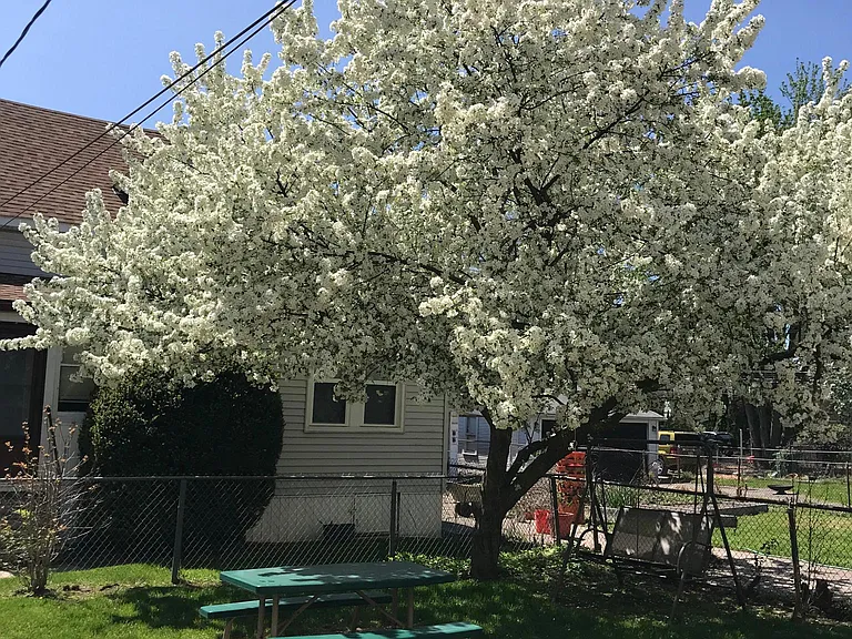 Shared back yard.