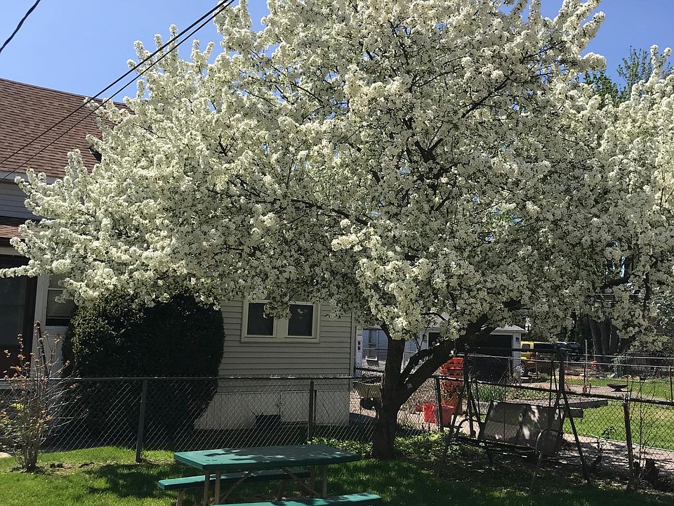 Shared back yard.