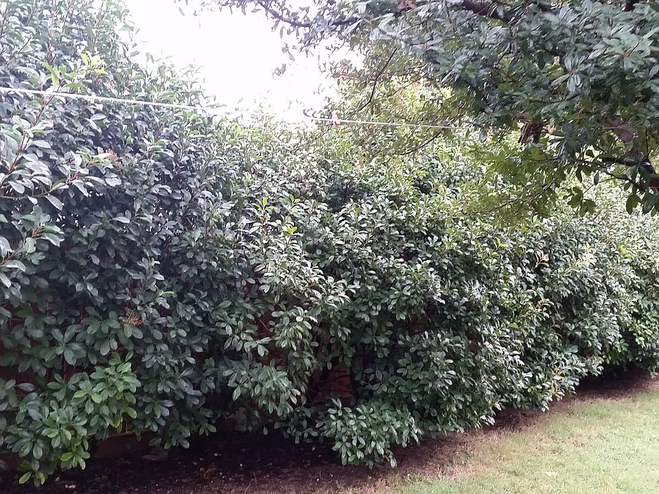 Mature bushes, back fence