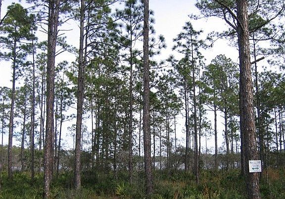 3rd image of 1016 Tidewater Ln