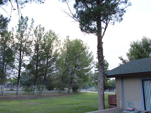 18 Mature Pine Trees