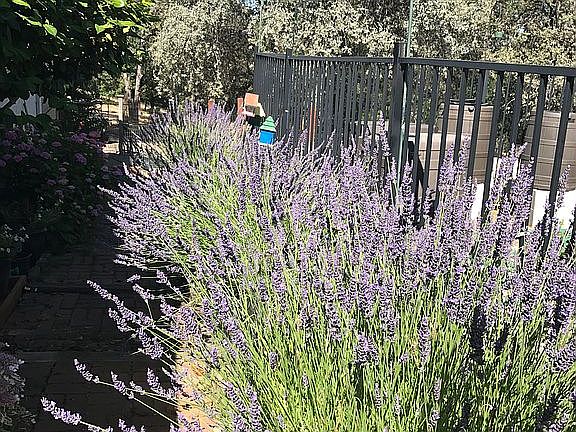 side garden in summer