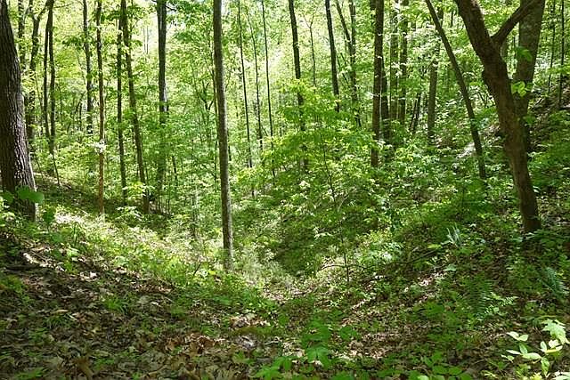 1st image of Bear Cove Cir