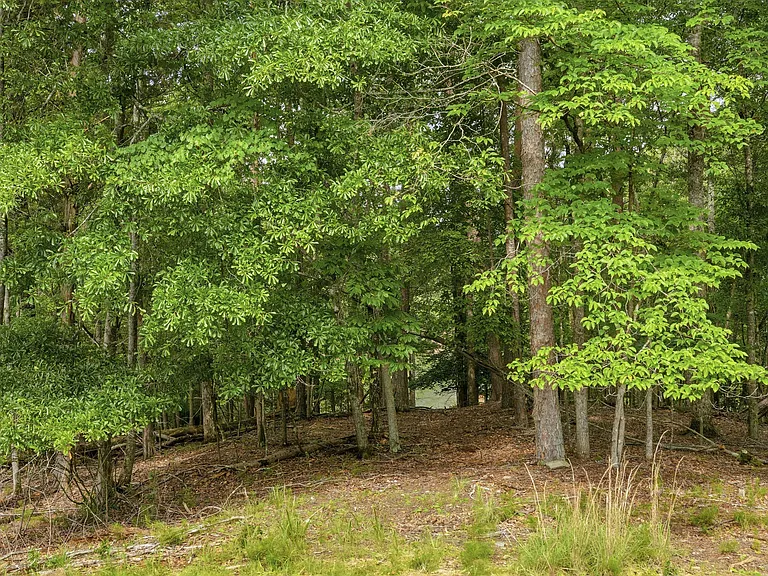 Walk to Lake Lanier from the Back Patio