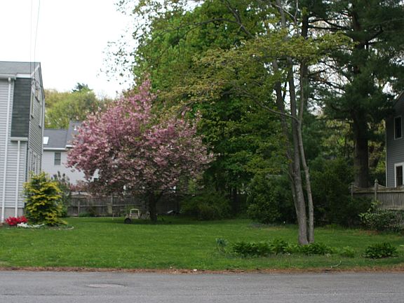 front and yard 