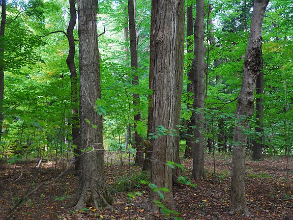 3rd image of LOT 38 Beech Dr