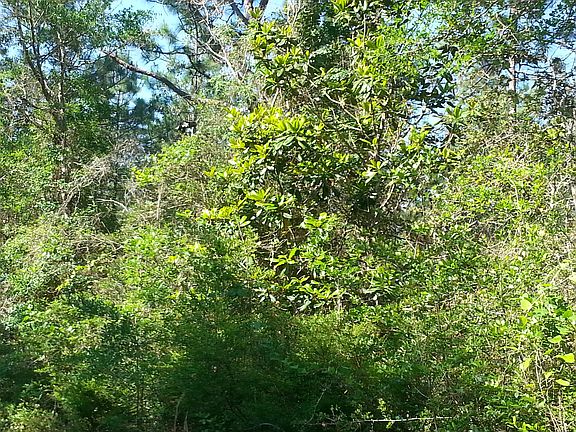 Roadside Native Landscape