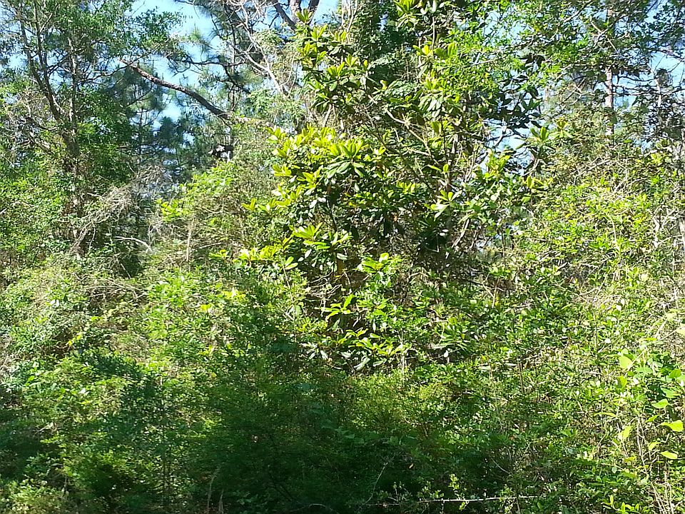 Roadside Native Landscape