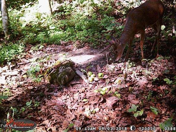3rd image of 17532 Phillips Rd
