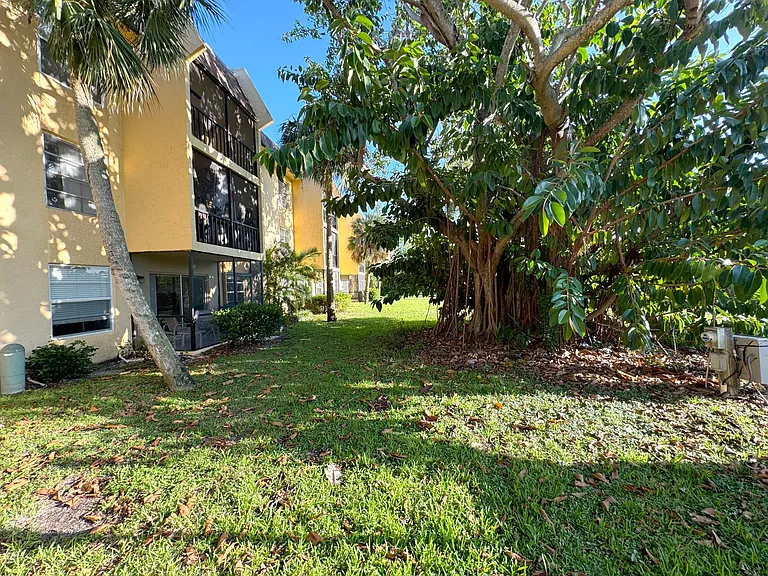 Outside view of screen room, yard and banyan tree