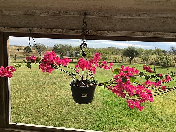 Back Porch Fruit Trees View