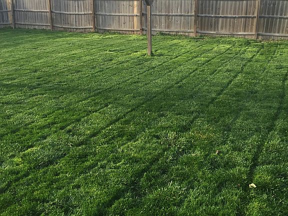 Back yard 