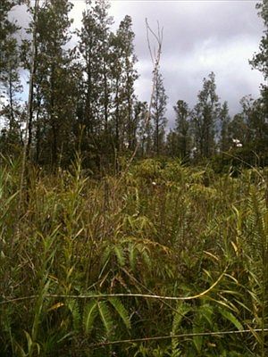 2nd image of Road G Kele #Wao