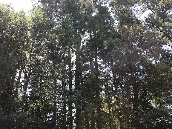 2nd image of Pine Island Dr