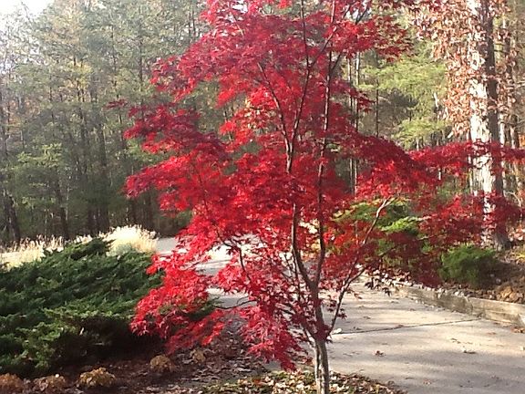 Japanese Maple in front