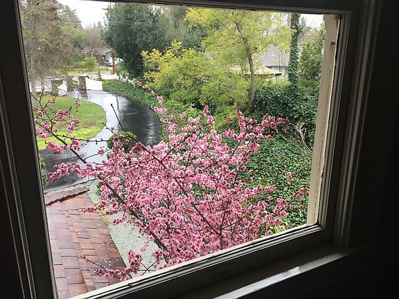 Lush Mature Landscaping