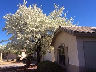 Flowering tree, Front