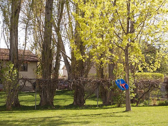 large shade/privacy trees