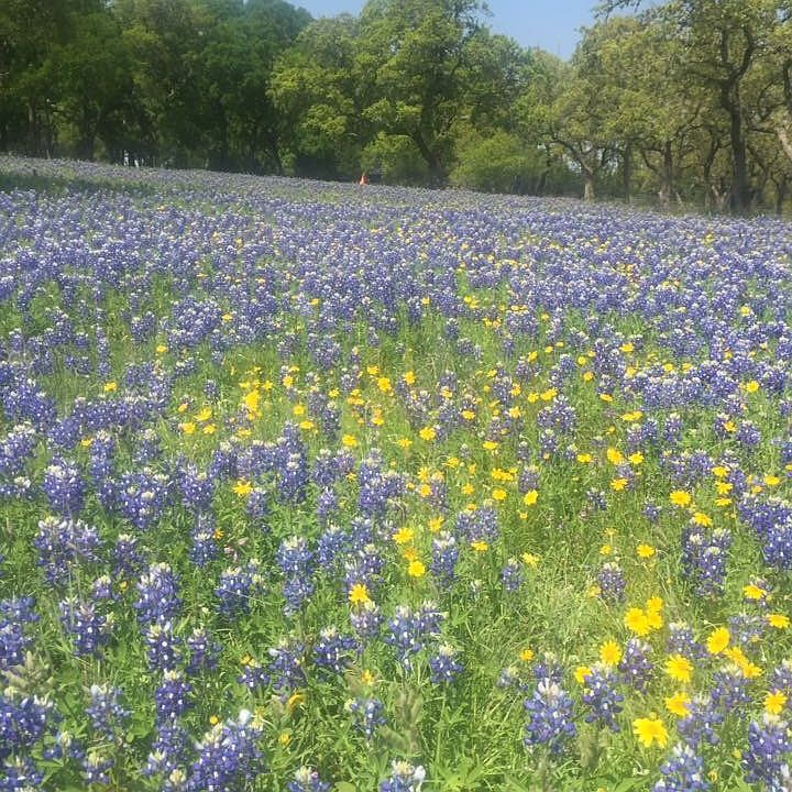Bluebonnets every year