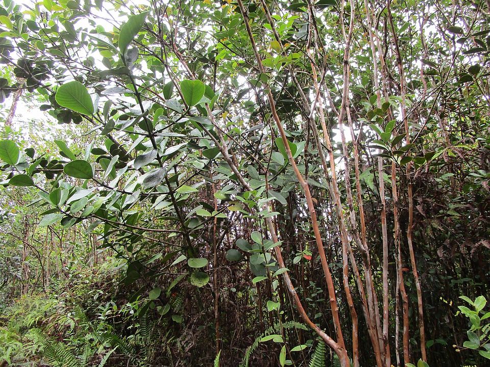 1st image of Road 11 Pulelehua Lot 6040