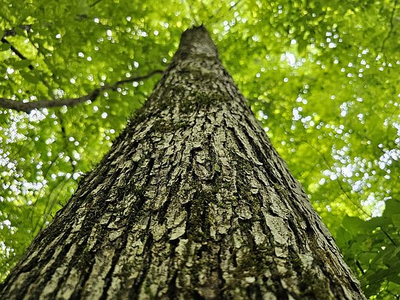 Large white oaks like this one on the north eastern portion of the property provide desirable acorns for deer.