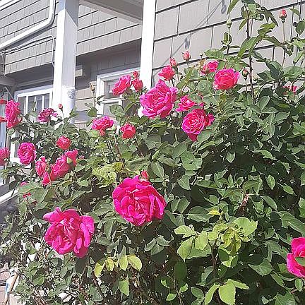 Mature roses in back