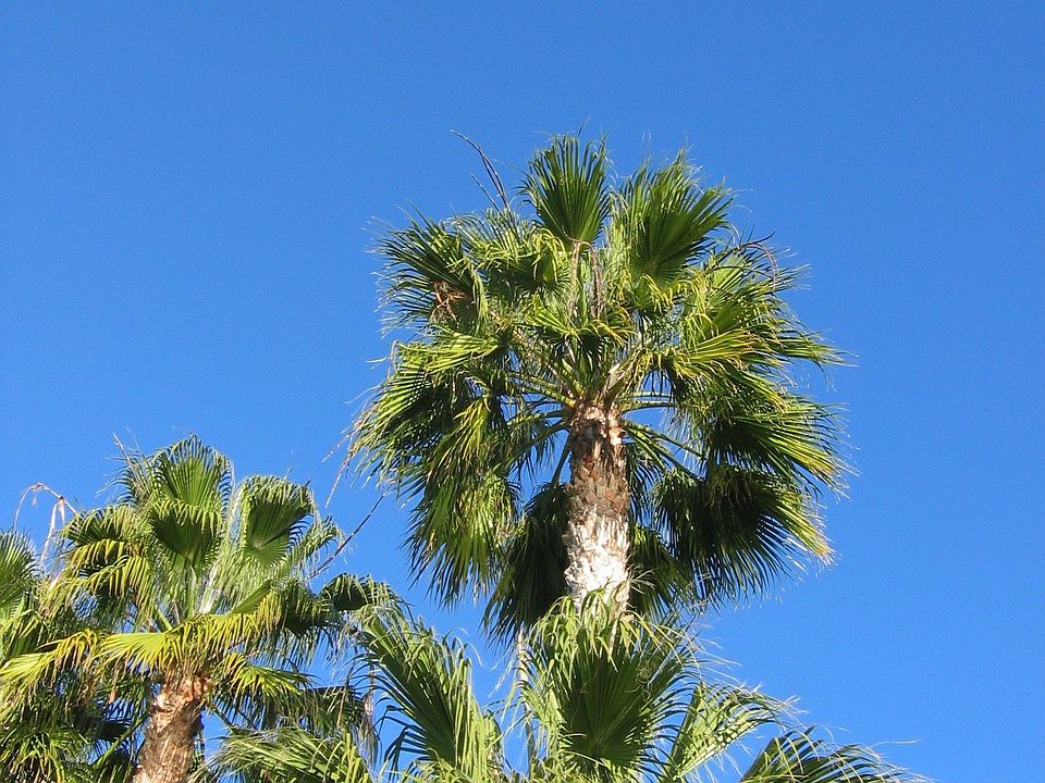 CDM Paradise