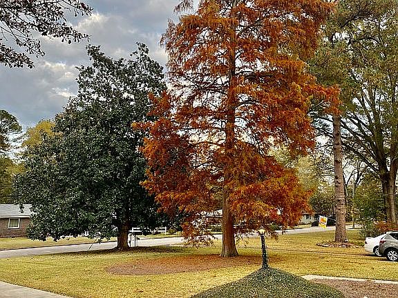 Front Yard