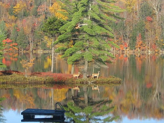 Island and deer