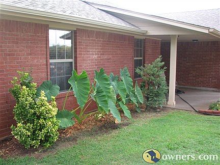 Front bushes and elephant ears