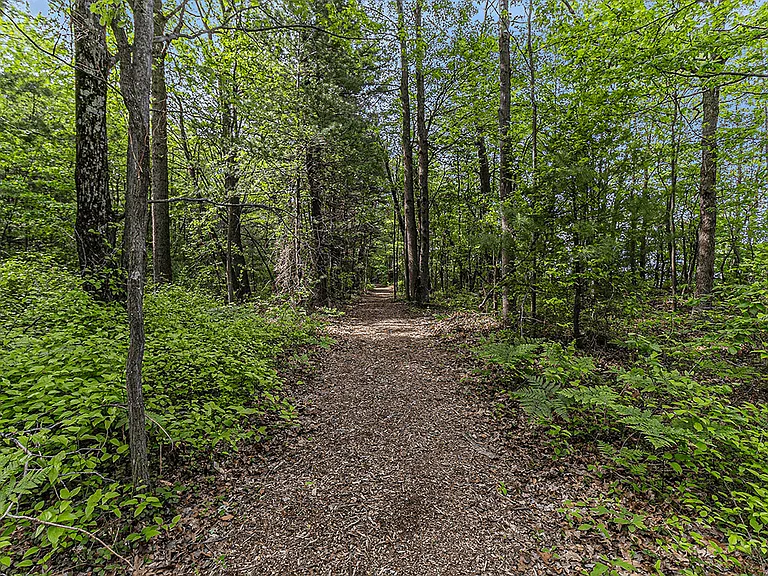 Tree-Lined Walking Trails