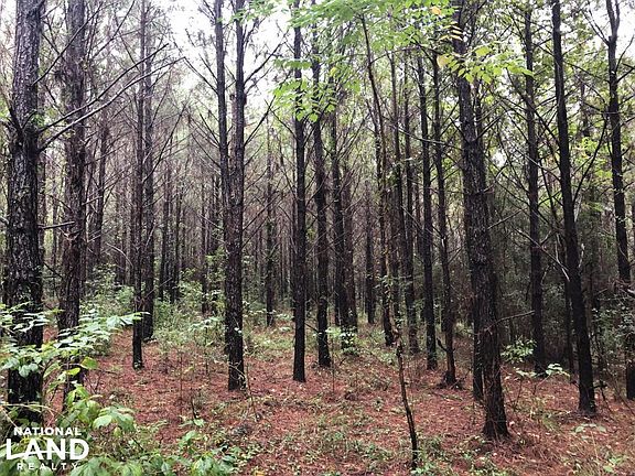 12 Year Old Plantation Pine