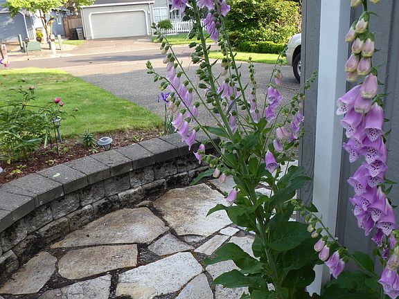 and the foxgloves too!