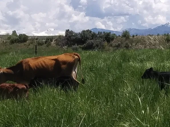 526 Palace Pkwy, Spring Creek, NV 89815