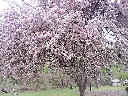 Spring/Back yard