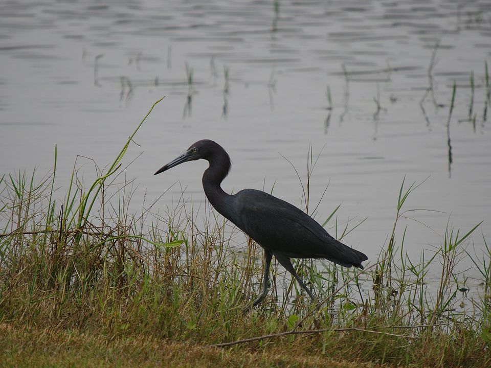 Heron in pond