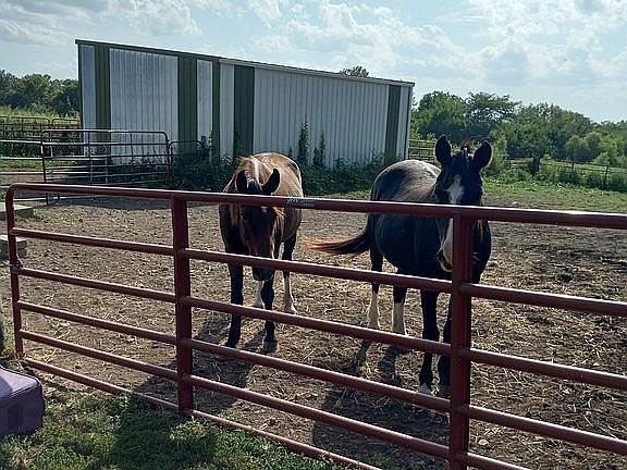 3 stall barn in back