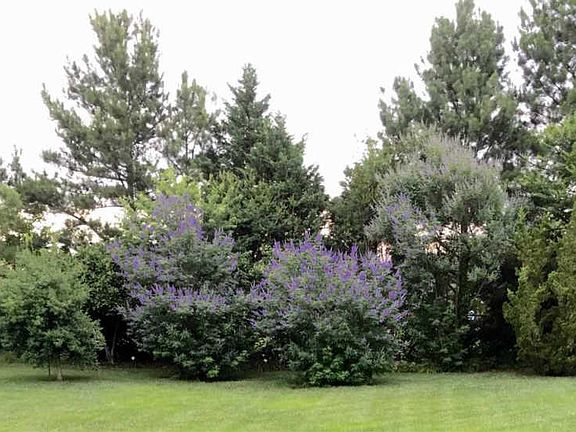 5th image of 2004 Larkspur Dr
