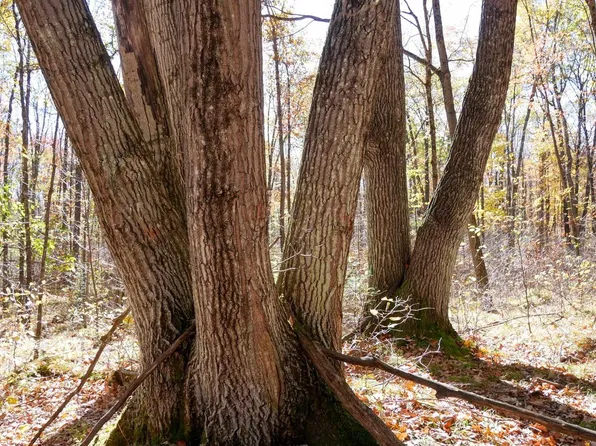 +/-76.79 Acres WELLINGTON LAKE DRIVE, Medford, WI 54451