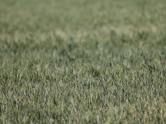 3rd image of Ranch Rd #3045