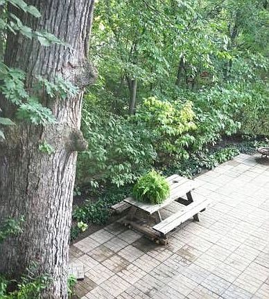 Yard and Patio