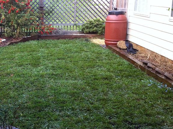 New Sod in Backyard